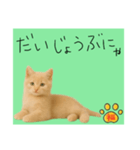 ネコの福のお言葉（みどり）（個別スタンプ：3）