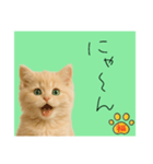 ネコの福のお言葉（みどり）（個別スタンプ：4）