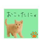 ネコの福のお言葉（みどり）（個別スタンプ：7）