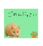 ネコの福のお言葉（みどり）（個別スタンプ：9）