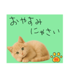 ネコの福のお言葉（みどり）（個別スタンプ：11）
