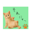 ネコの福のお言葉（みどり）（個別スタンプ：12）