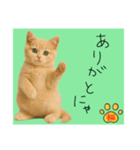 ネコの福のお言葉（みどり）（個別スタンプ：13）