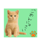 ネコの福のお言葉（みどり）（個別スタンプ：14）