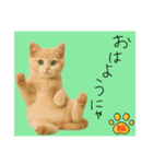ネコの福のお言葉（みどり）（個別スタンプ：15）