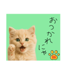 ネコの福のお言葉（みどり）（個別スタンプ：16）