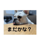 コタロースタンプ 皆さんで気軽に使って（個別スタンプ：11）