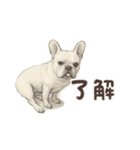 コタロースタンプ 皆さんで気軽に使って（個別スタンプ：22）