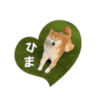 みんなのアイドル福くん！（個別スタンプ：12）