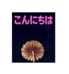 ✨飛び出す花火！よく使う24選！豪華セット✨（個別スタンプ：13）