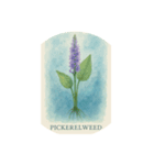 水辺で咲く花:Waterside Flowers（個別スタンプ：3）
