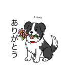 名前入りボーダーコリーブラック（個別スタンプ：1）
