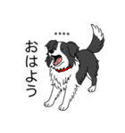 名前入りボーダーコリーブラック（個別スタンプ：2）