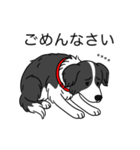 名前入りボーダーコリーブラック（個別スタンプ：3）