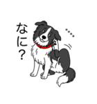名前入りボーダーコリーブラック（個別スタンプ：8）
