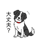 名前入りボーダーコリーブラック（個別スタンプ：11）