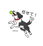 名前入りボーダーコリーブラック（個別スタンプ：12）