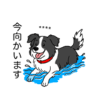 名前入りボーダーコリーブラック（個別スタンプ：14）
