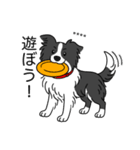 名前入りボーダーコリーブラック（個別スタンプ：15）