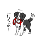 名前入りボーダーコリーブラック（個別スタンプ：16）