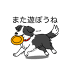 名前入りボーダーコリーブラック（個別スタンプ：17）