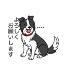 名前入りボーダーコリーブラック（個別スタンプ：18）