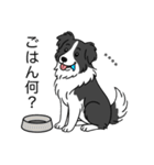 名前入りボーダーコリーブラック（個別スタンプ：20）