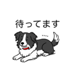 名前入りボーダーコリーブラック（個別スタンプ：23）