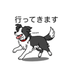名前入りボーダーコリーブラック（個別スタンプ：24）