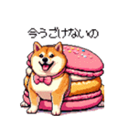 スイーツ太っちょ柴犬（個別スタンプ：4）