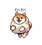 スイーツ太っちょ柴犬（個別スタンプ：11）