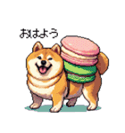 スイーツ太っちょ柴犬（個別スタンプ：12）