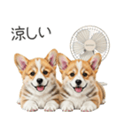 【夏】日常でも使える！コーギースタンプ（個別スタンプ：16）
