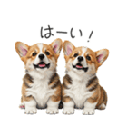 【夏】日常でも使える！コーギースタンプ（個別スタンプ：27）