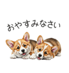 【夏】日常でも使える！コーギースタンプ（個別スタンプ：29）