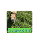 ダダルルが動く！（個別スタンプ：8）