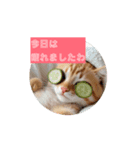 ネコチャンたちが誘うスタンプ（個別スタンプ：2）