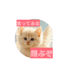 ネコチャンたちが誘うスタンプ（個別スタンプ：5）