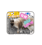 Rico sticker 2（個別スタンプ：11）