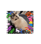 Rico sticker 2（個別スタンプ：16）