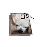 動く！？428（個別スタンプ：1）