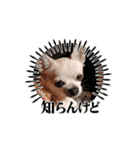 動く！？428（個別スタンプ：2）