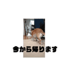 動く！？428（個別スタンプ：3）