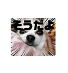 動く！？428（個別スタンプ：5）