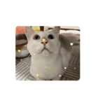 くーちゃんレオくんゆったん（個別スタンプ：7）