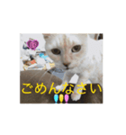 くーちゃんレオくんゆったん（個別スタンプ：8）