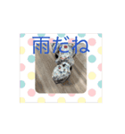 トイプーとヨーキーの動くスタンプ（個別スタンプ：1）