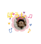 トイプーとヨーキーの動くスタンプ（個別スタンプ：7）