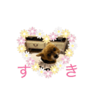 トイプーとヨーキーの動くスタンプ（個別スタンプ：8）