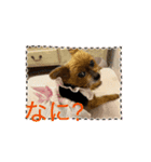 トイプーとヨーキーの動くスタンプ（個別スタンプ：9）